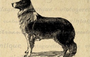 Lost History of the Canine Race