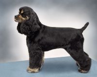 American Cocker Spaniel Suburban & Field Trims - PetGroomer.com Magazine