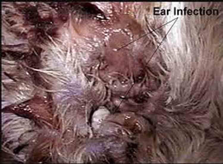 can i use monistat on dogs ear