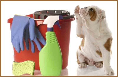 Sanitation for Grooming Operations - PetGroomer.com Magazine